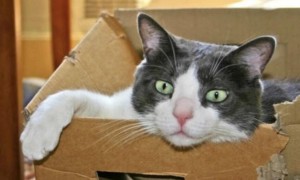 猫咪为什么老咬纸箱子呢