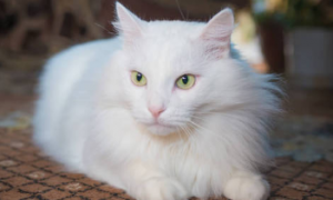 白色猫有什么品种