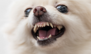 狗狗的牙齿为什么有点黑