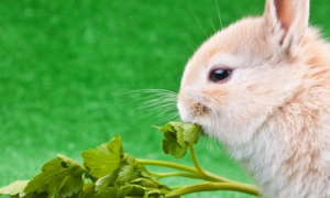 一个月的幼兔吃什么