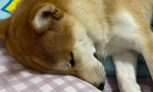 为什么狗狗会在床上睡觉呢