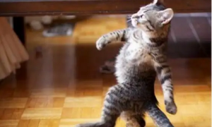 猫咪跳舞什么原理