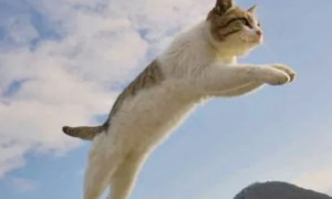 为什么猫咪会跳的很高
