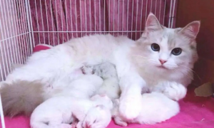 正在哺乳期的猫会怀孕吗
