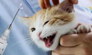 猫绝育多久后可以打疫苗针