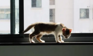 为什么猫咪会爬上窗台呢