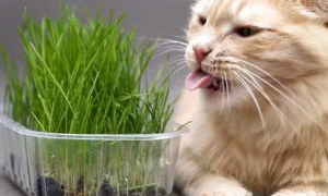 猫咪喜欢吃什么草