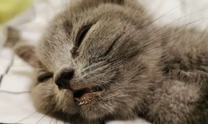 猫咪为什么张口呼气睡觉呢