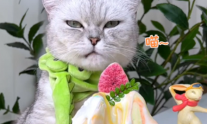 料理猫王是真猫还是假猫