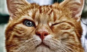 猫眨眼睛为什么代表爱你