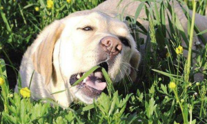 为什么狗狗生病就吃草呢怎么回事
