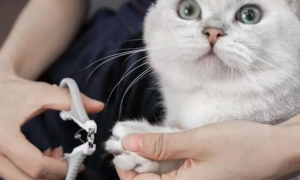 猫指甲剪怎么用视频