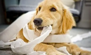 狗狗一直吃纸怎么回事