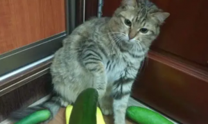 为什么猫那么怕黄瓜