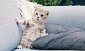 猫咪总在沙发上叫为什么呢