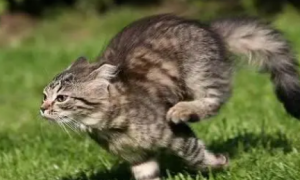 猫咪为什么会追着咬人