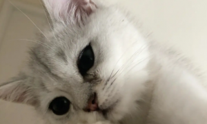 猫咪眼睛为什么不流泪了呢