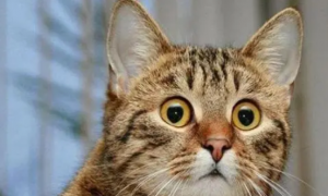 猫猫瞪眼睛是什么意思