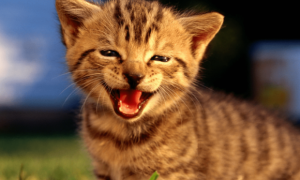 猫会笑吗 科学的