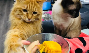 猫咪为什么爱吃芋头和红薯的原因