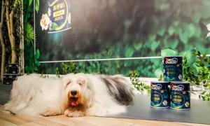 多乐士漆广告的狗狗是啥品种