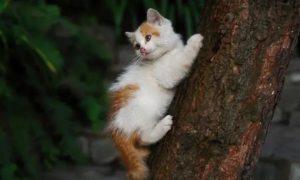 什么树对猫咪无毒
