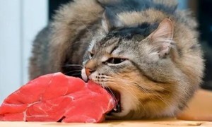 猫咪为什么吃不长肉呢