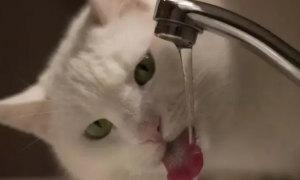 为什么猫咪边喝水前刨地