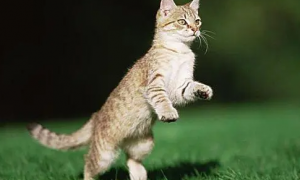 猫咪为什么跳跃会发生叫声呢