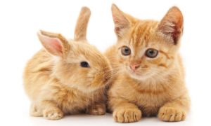 猫咪和兔子可以一起养吗