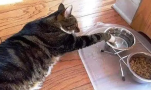 猫咪为什么不吃饭还喝水怎么回事
