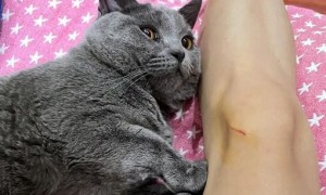 猫咪为什么挠主人腿上