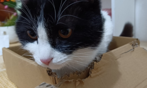 猫咪为什么爱撕咬纸箱子