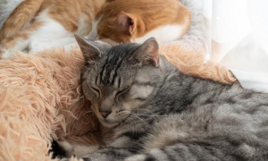为什么不要让猫咪睡枕头呢