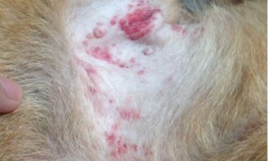 狗狗皮肤病的症状图片