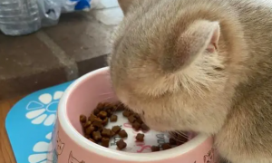 猫咪能吃菠萝蜜吗