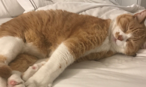 猫压床是怎么回事