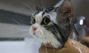 猫咪洗澡后为什么没变化的原因