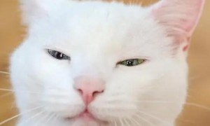 猫咪的眼睛为什么总是眯着呢