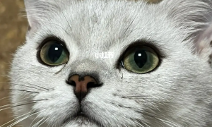 猫咪为什么眼睛都是水珠怎么回事