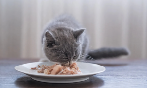 幼猫可以吃猫条吗