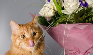 哪些花对猫是无毒的