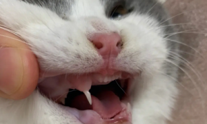 猫咪换牙为什么没胃口了怎么回事
