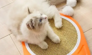为什么猫咪要流量套餐