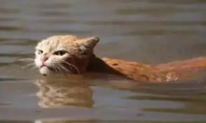 为什么猫咪游泳总是不上岸