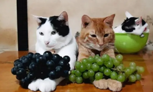 葡萄为什么会对猫咪有害