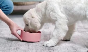 如何正确用狗粮喂狗奶视频