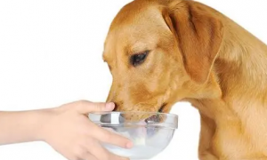 狗狗吃钙片最大量是多少