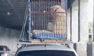 主人搬家没法带狗，于是把它放在了车顶上运走，这才是真的爱狗