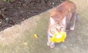 网友喂了只流浪猫，一天它竟叼着一朵花送给她，懂得感恩的猫啊